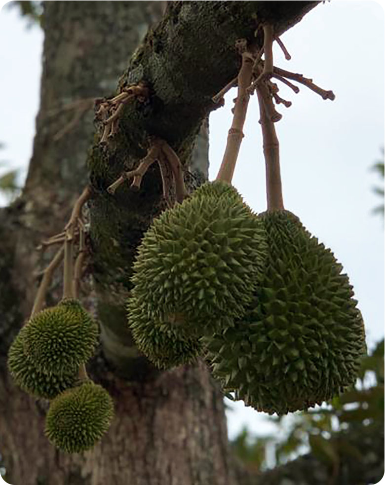 home-brand-natural-rounded